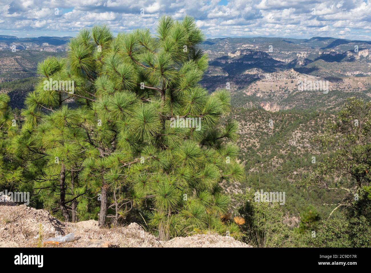 Apache Pine (pinus engelmannii), Urique Canyon in background, part of the Copper Canyon Complex, Chihuahua, Mexico. Stock Photo
