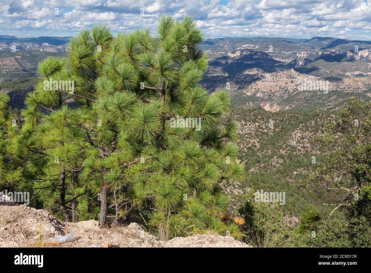 12 Graines De Pin Apache (Pinus Engelmannii) - Conifère Persistant Résistant Chaleur Et Sécheresse