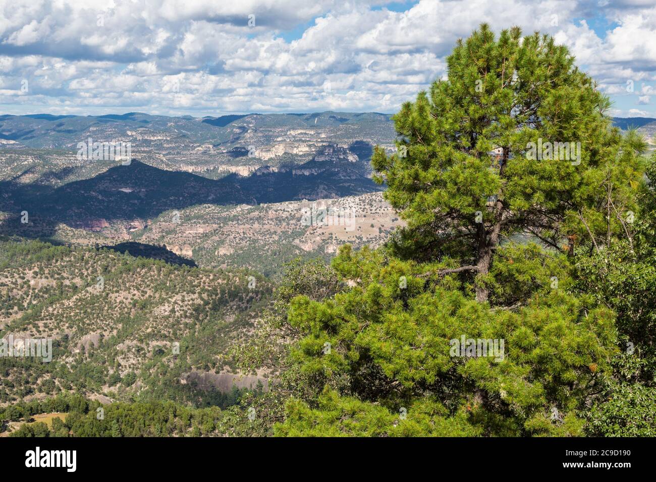 Chihuahua Pine (pinus leiophylla),Urique Canyon in background, part of the Copper Canyon Complex, Chihuahua, Mexico. Stock Photo