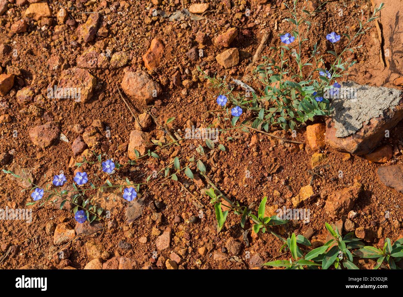 Blue Phacelia, a Wildflower of the Chihuahuan Copper Canyon Area.  Batopilas, Mexico. Stock Photo
