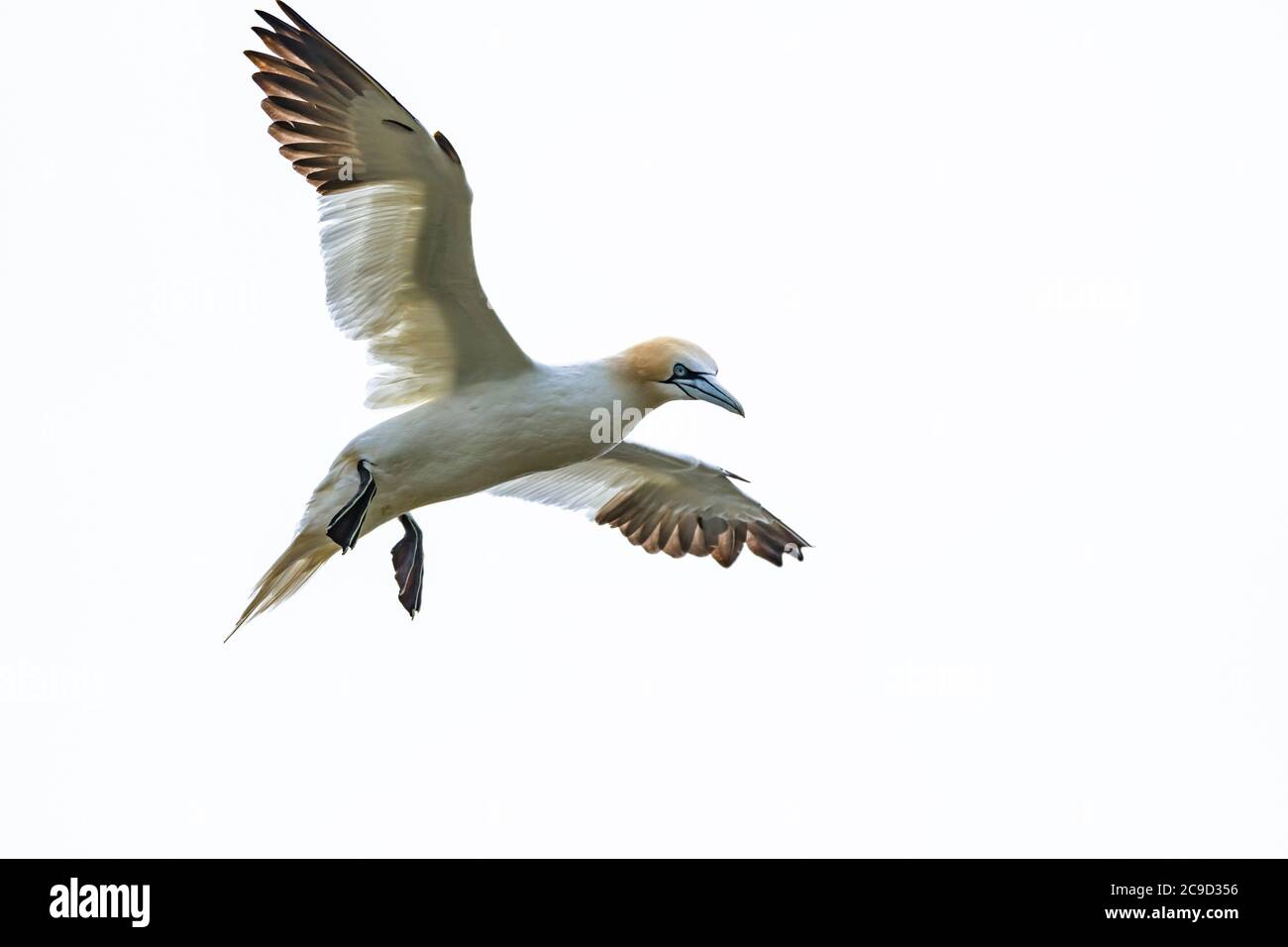 Sequence images of flying and landing to the nest Northern Gannet, Morus bassanus. Great Saltee Island, Ireland. Stock Photo