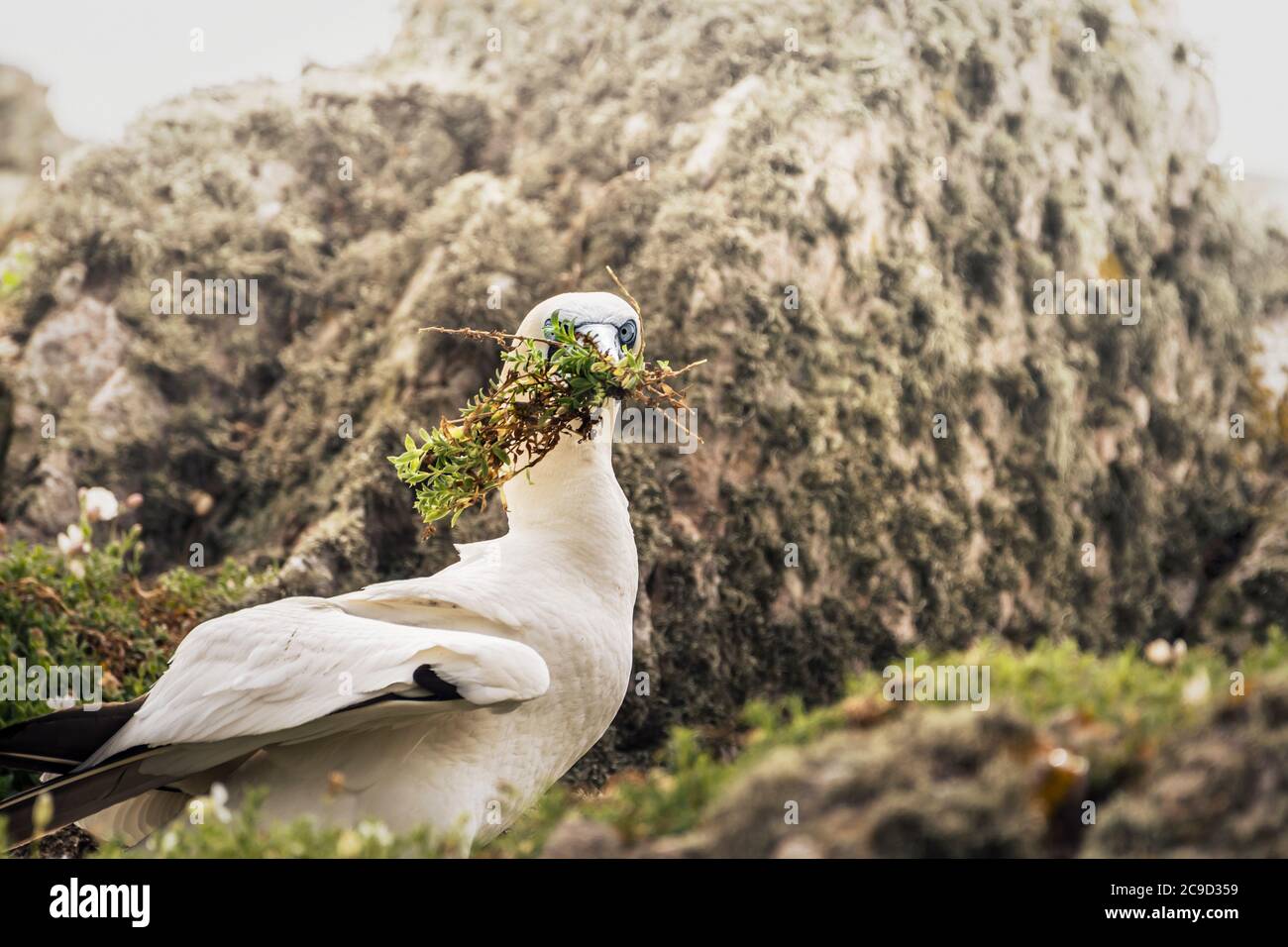 Nest builder. Northern Gannet, Morus bassanus. Great Saltee Island, Ireland. Sof image, VSCO. Stock Photo