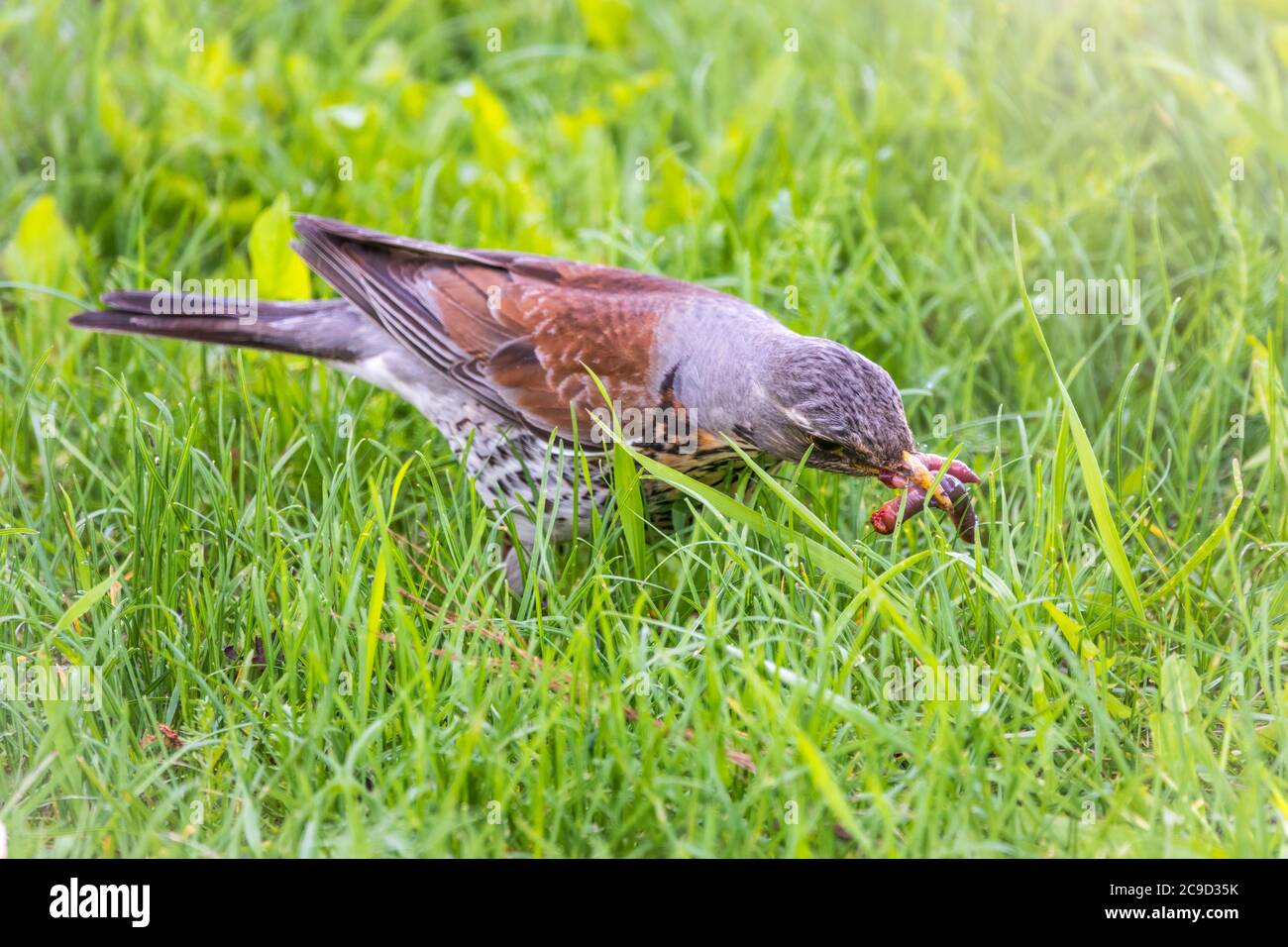 Collecting worms food lawn hi-res stock photography and images - Alamy