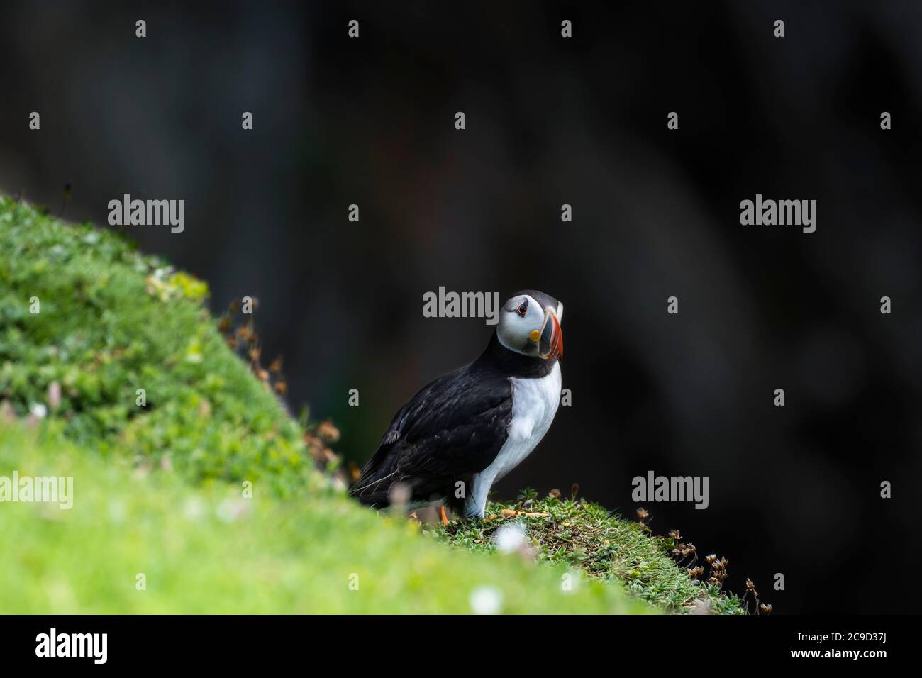 Atlantic puffin, Fratercula arctica, resting atop a cliff. Dark background  Great Saltee Island, South of Ireland. Stock Photo