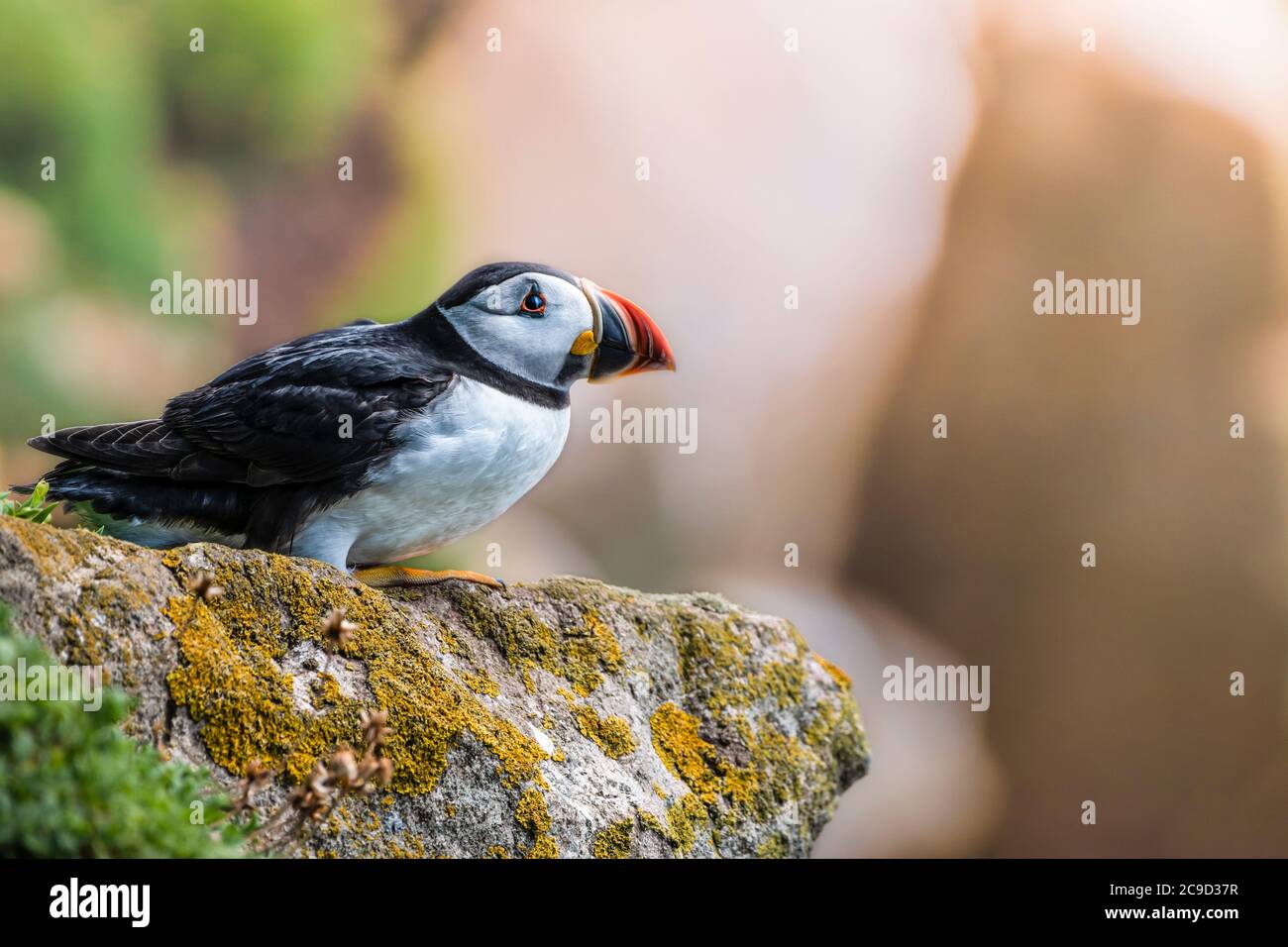 Atlantic puffin, Fratercula arctica, resting atop a cliff. Soft background  Great Saltee Island, South of Ireland. Stock Photo