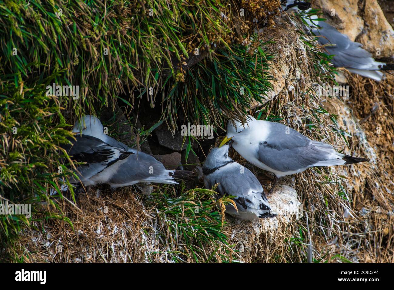 Little colony of Kittiwakes on cliff ledge hidden from the weather. Great Saltee Island, South of Ireland. Stock Photo