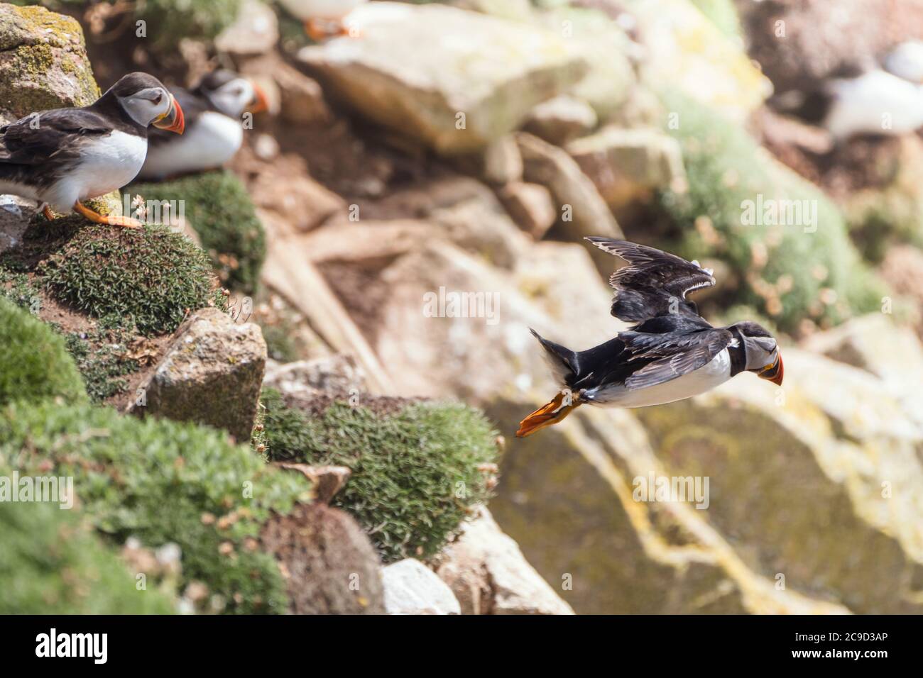 Atlantic puffin, Fratercula arctica, flying off the cliff to the sea  Great Saltee Island, South of Ireland. Stock Photo