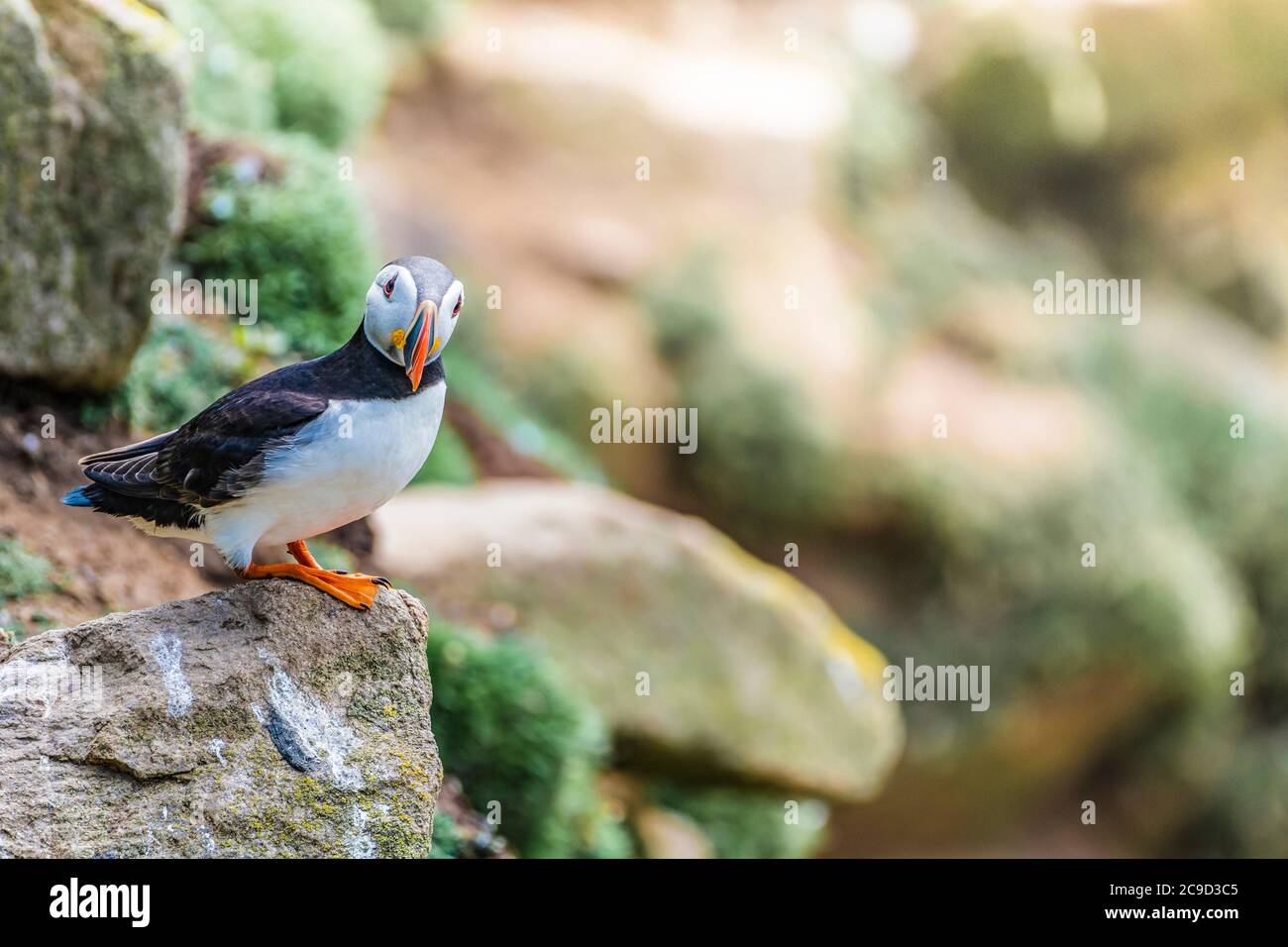 Atlantic puffin, Fratercula arctica, resting atop a cliff. Soft background  Great Saltee Island, South of Ireland. Stock Photo