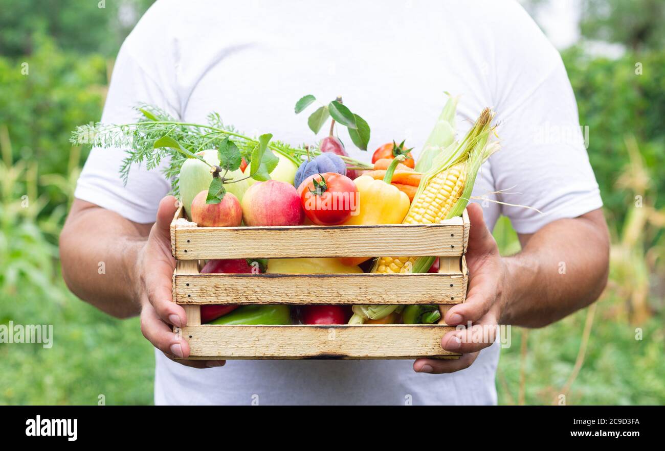 Farmer holding wooden crate full of fresh organic vegetables and fruits ...