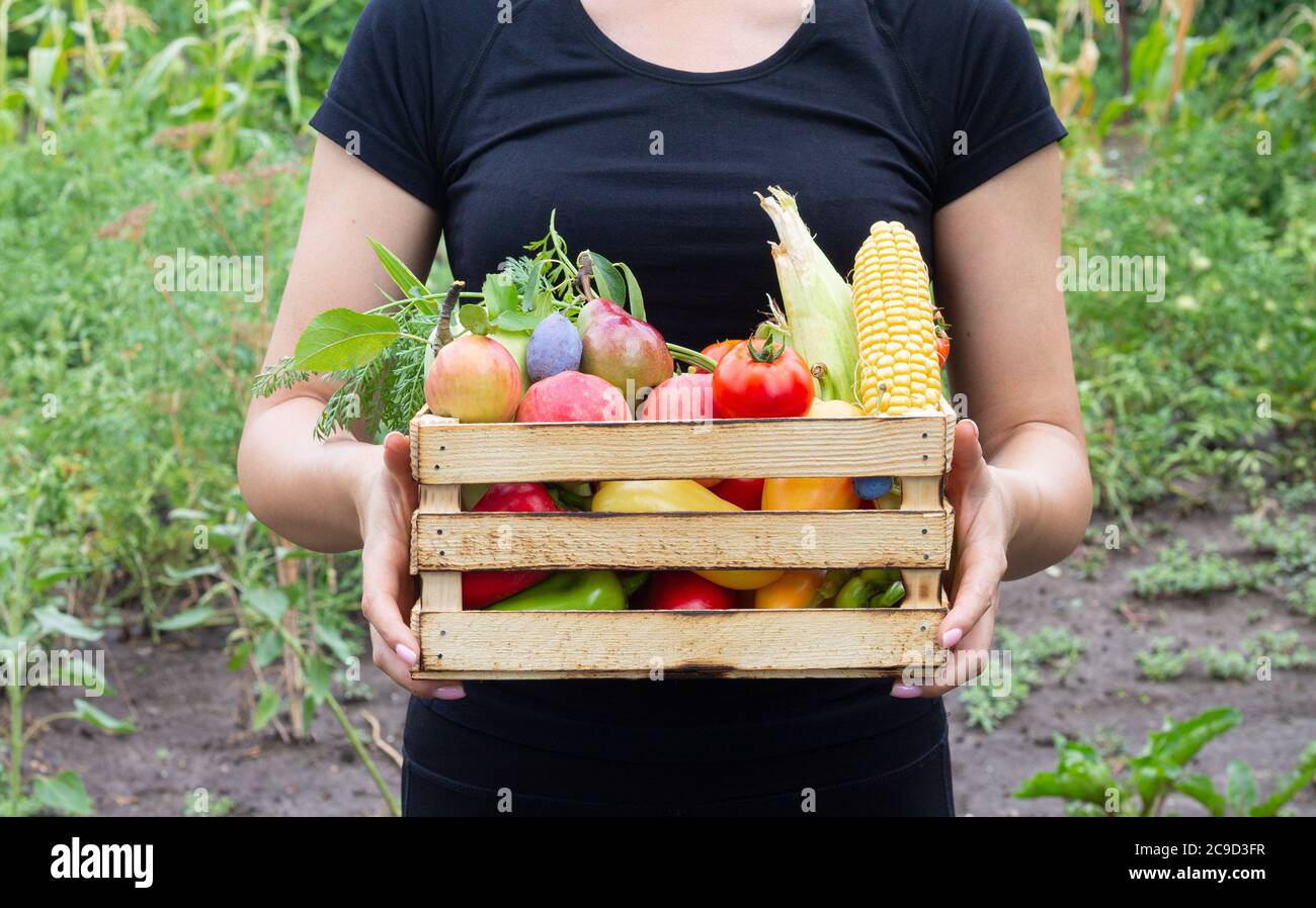 Farmer woman holding wooden box full of vegetables and fruits from her organic eco garden. Harvesting homegrown produce concept Stock Photo