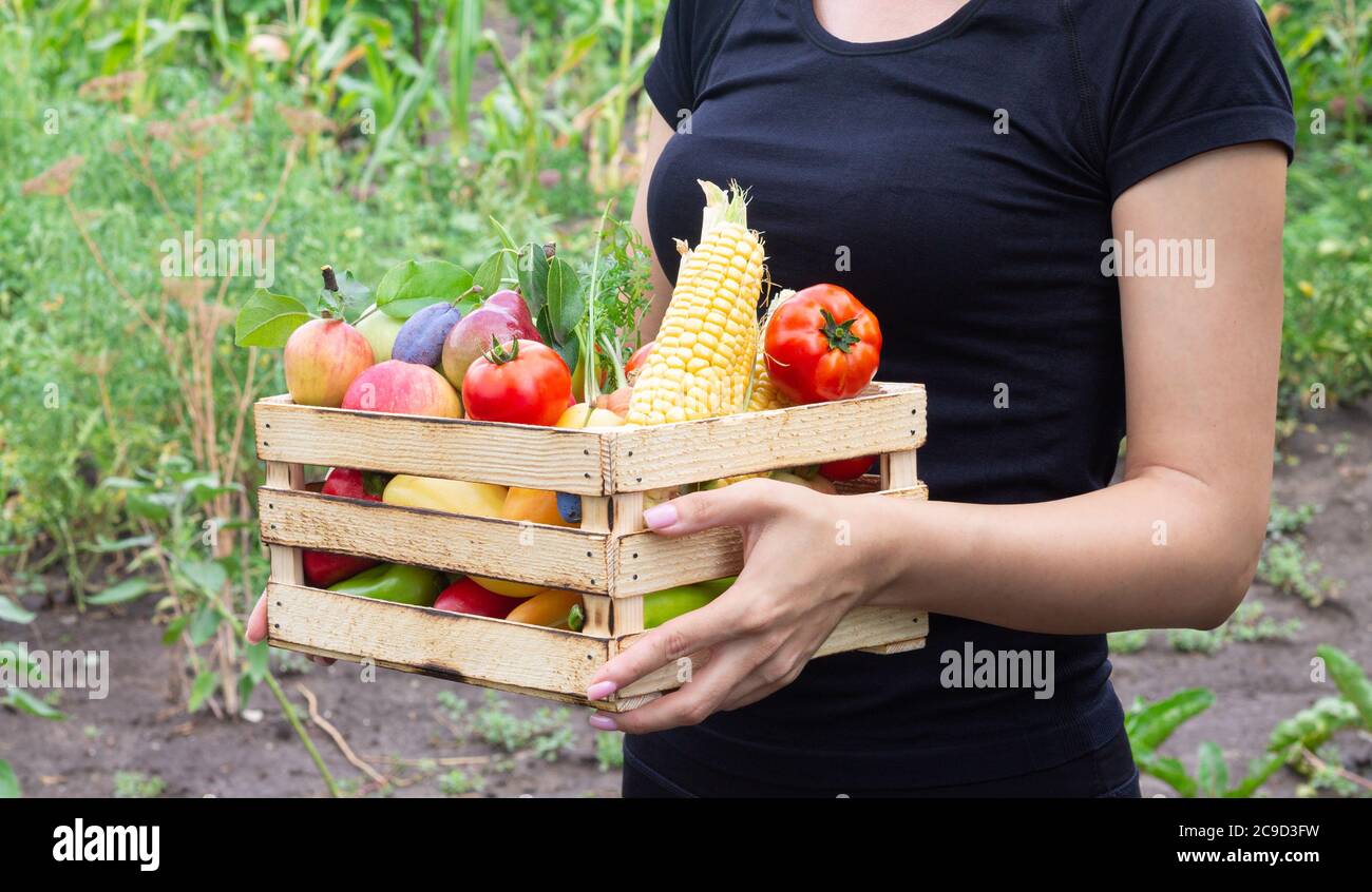 Woman holding wooden crate with eco organic veggies and fruits. Food delivery or donate concept Stock Photo