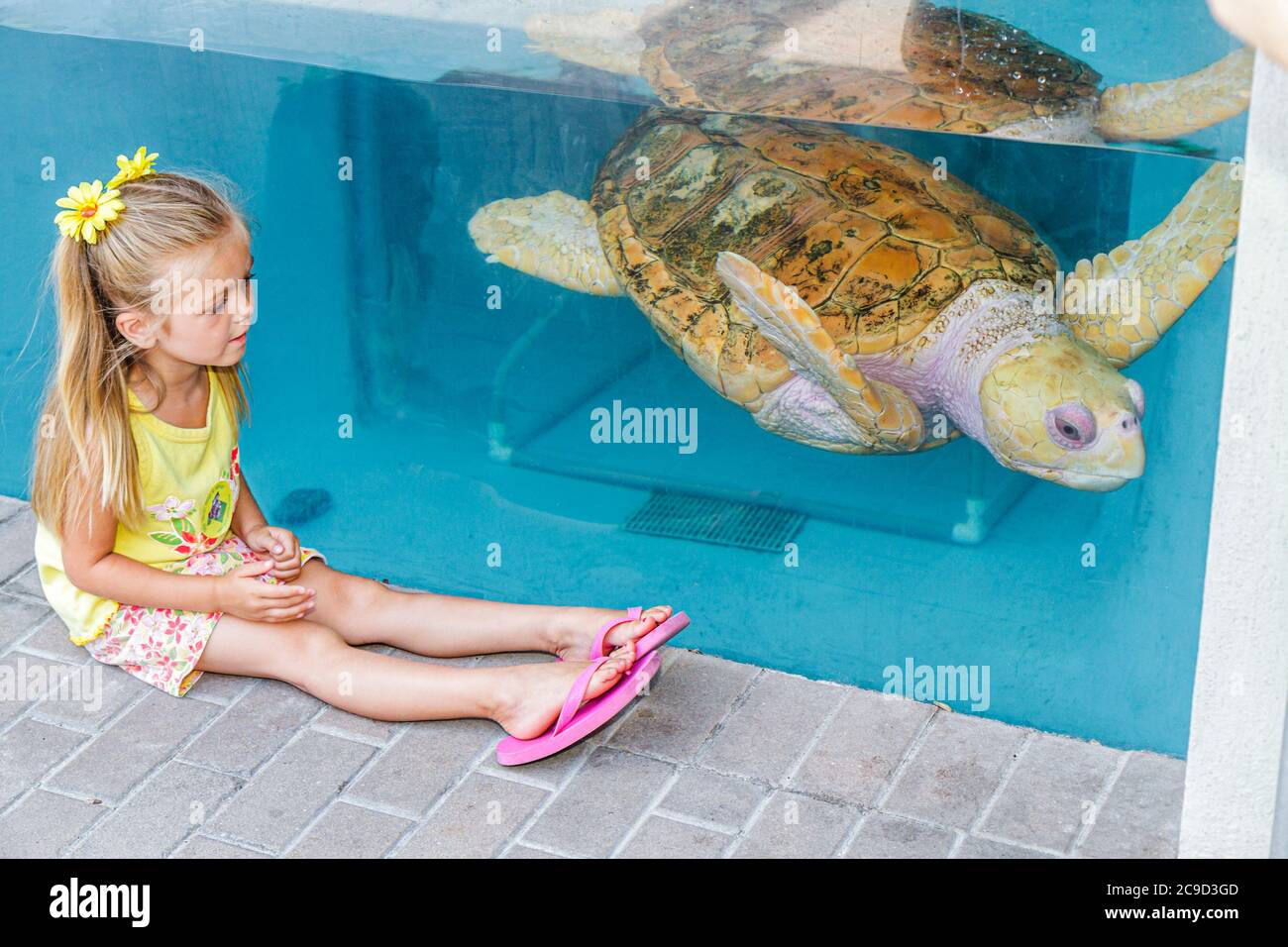 Sarasota Florida,Lido Key,Mote Marine Laboratory Aquarium,sea turtle,tank,girl girls,youngster,female kids children,FL100531179 Stock Photo