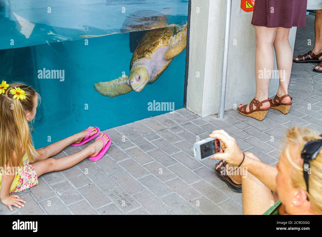 Child turtle aquarium hi-res stock photography and images - Alamy
