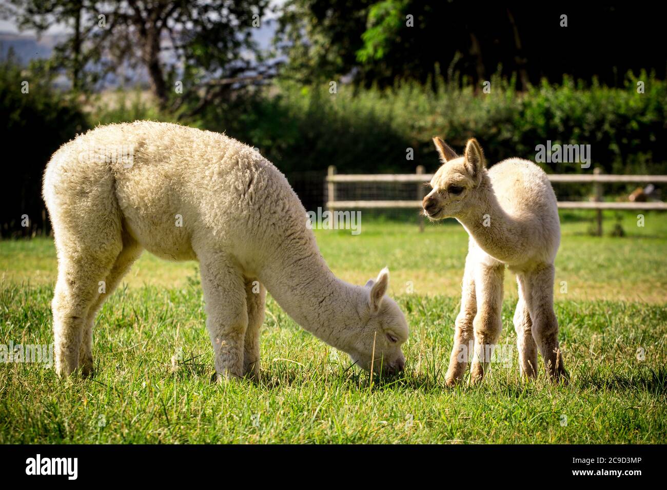 Cute alpaca babies eating grass Stock Photo Alamy