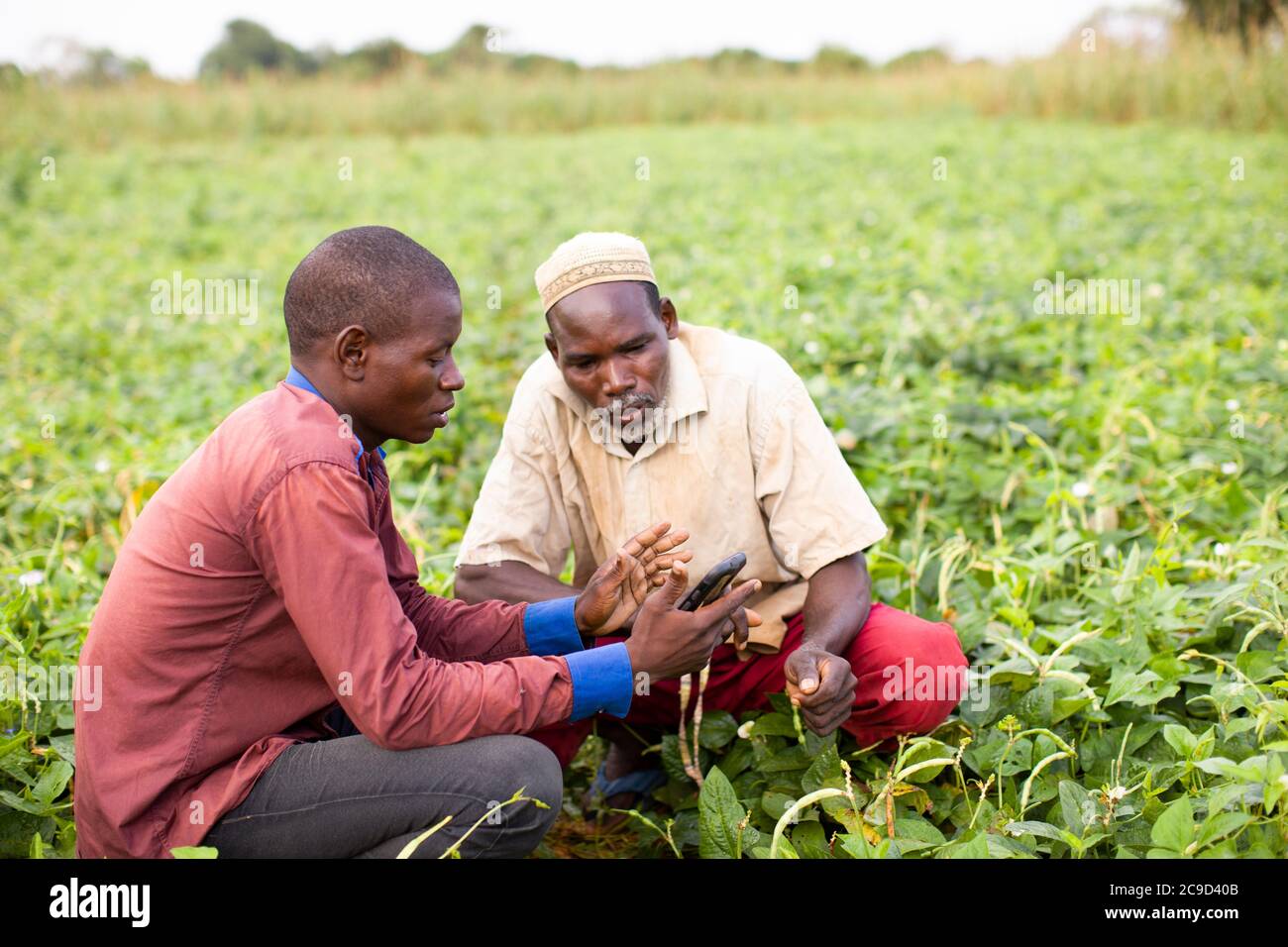 An agricultural extension agent advises a smallholder farmer with the aid of a smart phone and the TaroWorks application in Tahoua Region, Niger, West Africa. Stock Photo