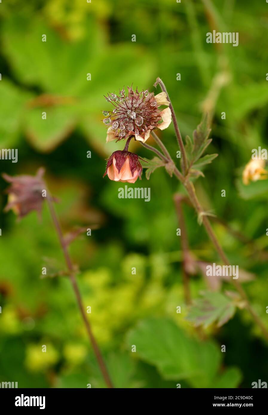 Close up of Water avens (Geum rivale) with dew drops. Iceland Stock Photo