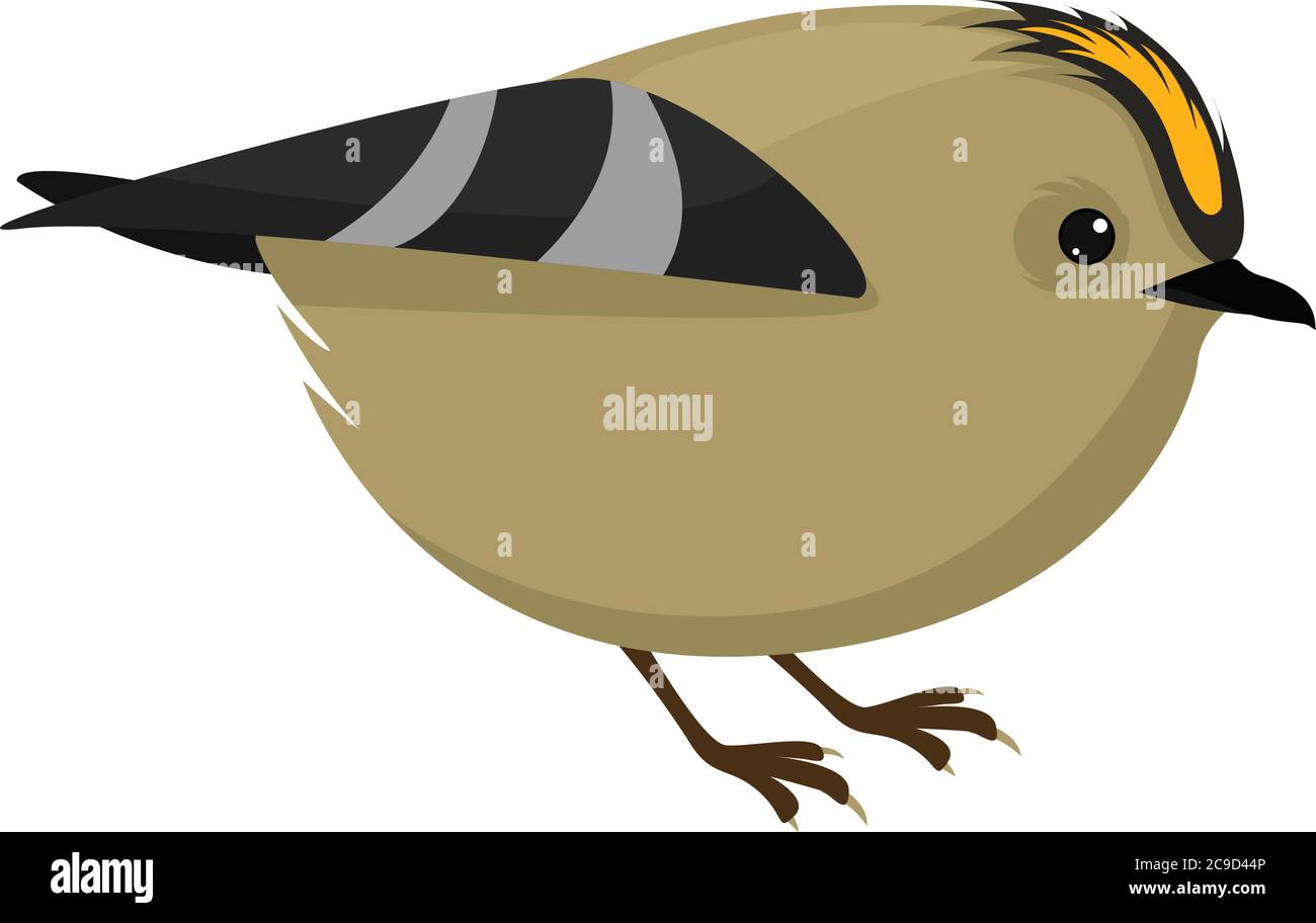 Goldcrest bird, illustration, vector on white background Stock Vector
