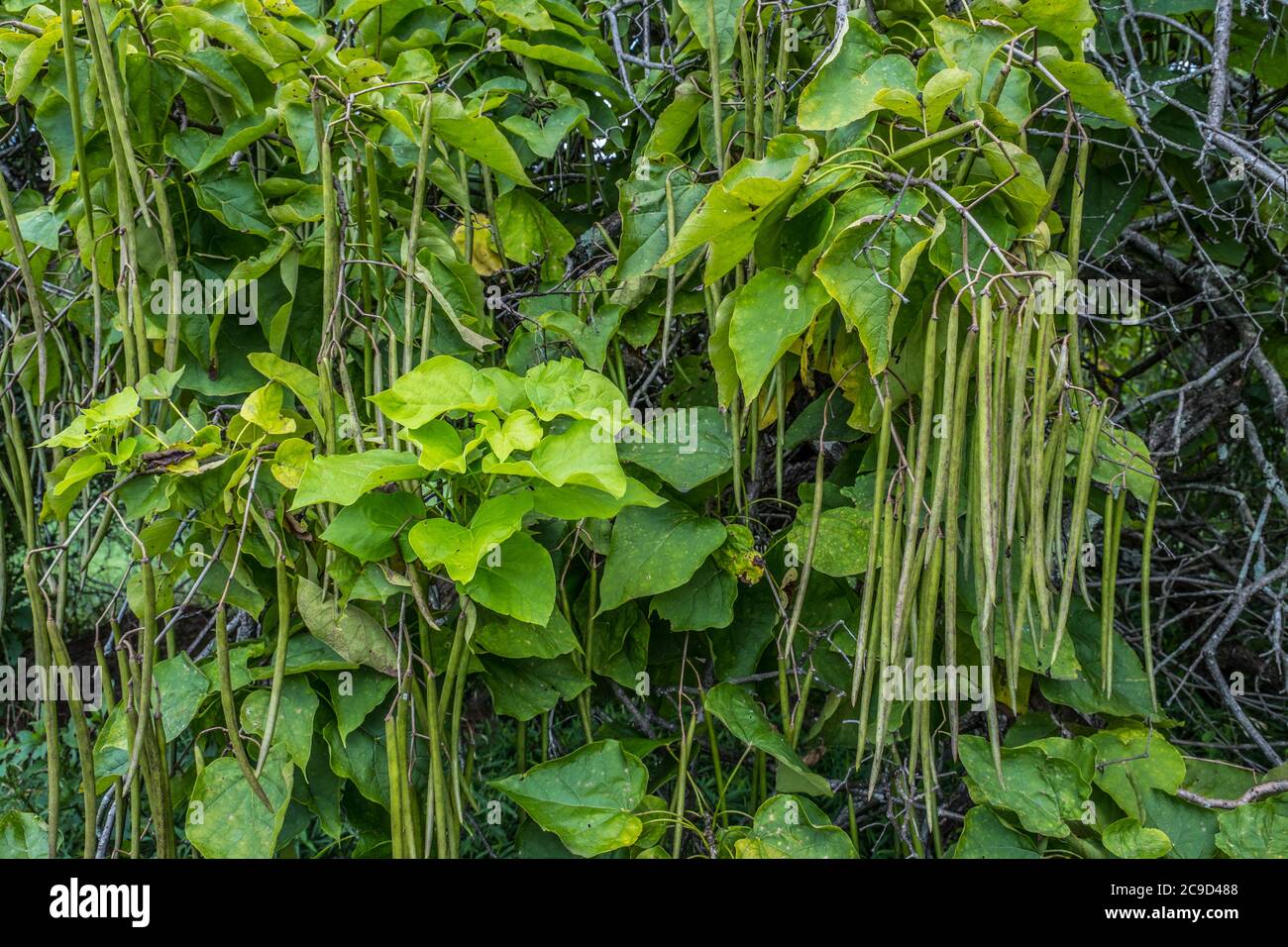 A closeup view of a southern cigar tree know as a catalpa tree or indian bean tree with hanging seed pods which is the fruit Stock Photo
