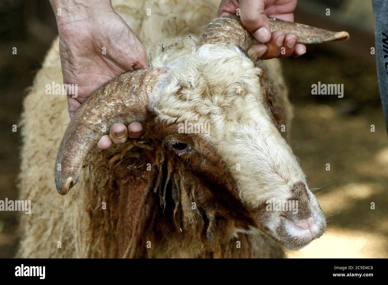 Beirut, Lebanon. 30th July, 2020. A man grabs a sheep by the horns after buying it for sacrificial slaughter, on the eve of the Muslim Eid al-Adha holiday, also known as the Beirut, Lebanon. 30th July, 2020. A man grabs a sheep by the horns after buying it for sacrificial slaughter, on the eve of the Muslim Eid al-Adha holiday, also known as the