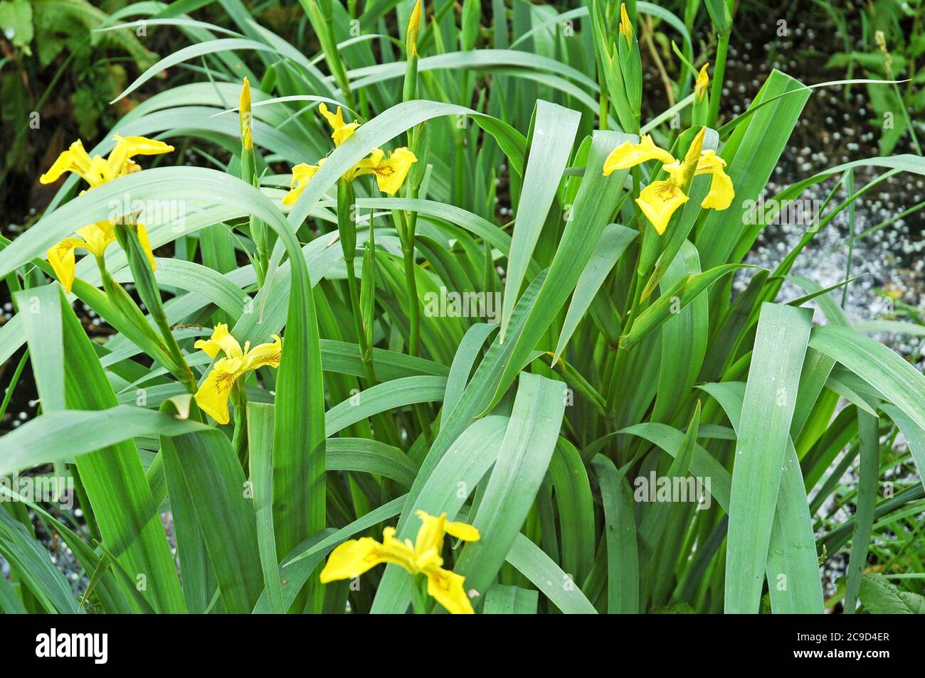 Yellow flag irises (Iris pseudacorus) growing in drainage ditch.  25th May 2006.  West Sussex Coastal Plain. Often used as heraldic device. Stock Photo