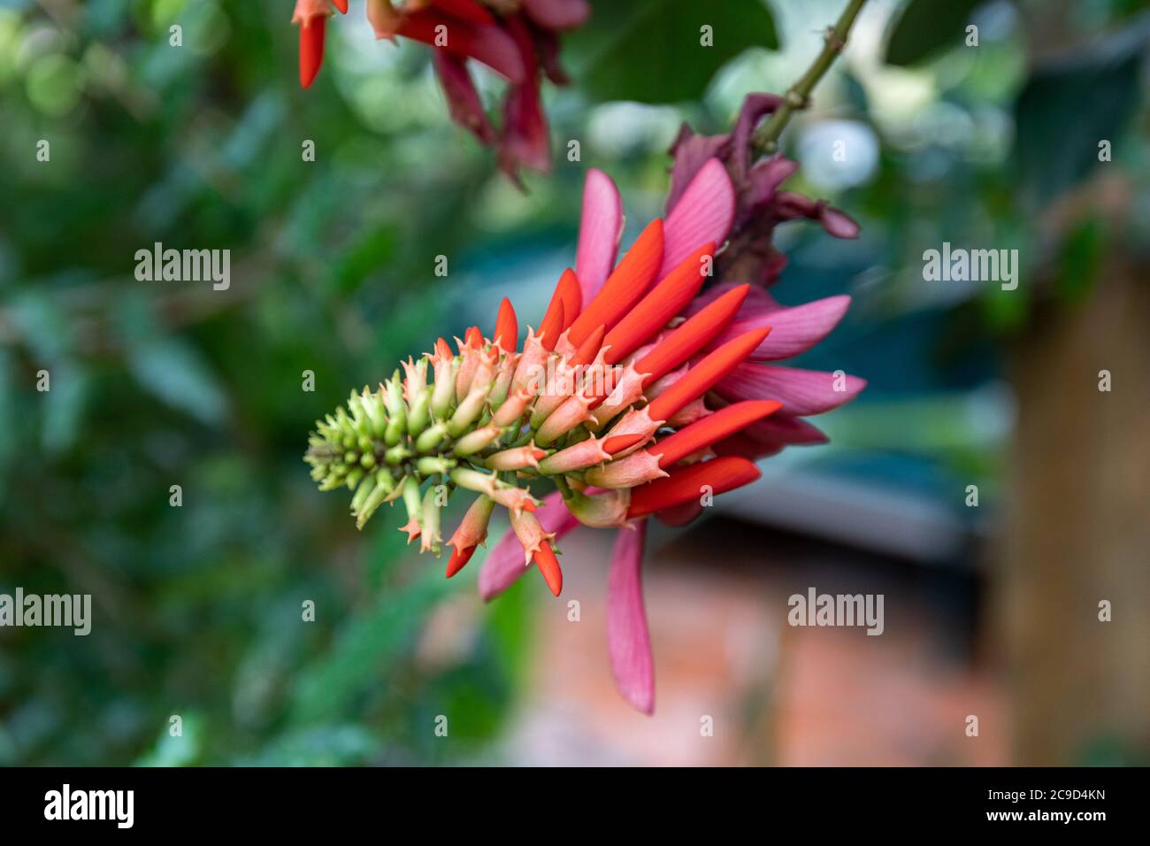 Inflorescence of Erythrina lysistemon in Kaisaniemi Botanic Garden or University of Helsinki Botanical Garden conservatory in Helsinki, Finland Stock Photo