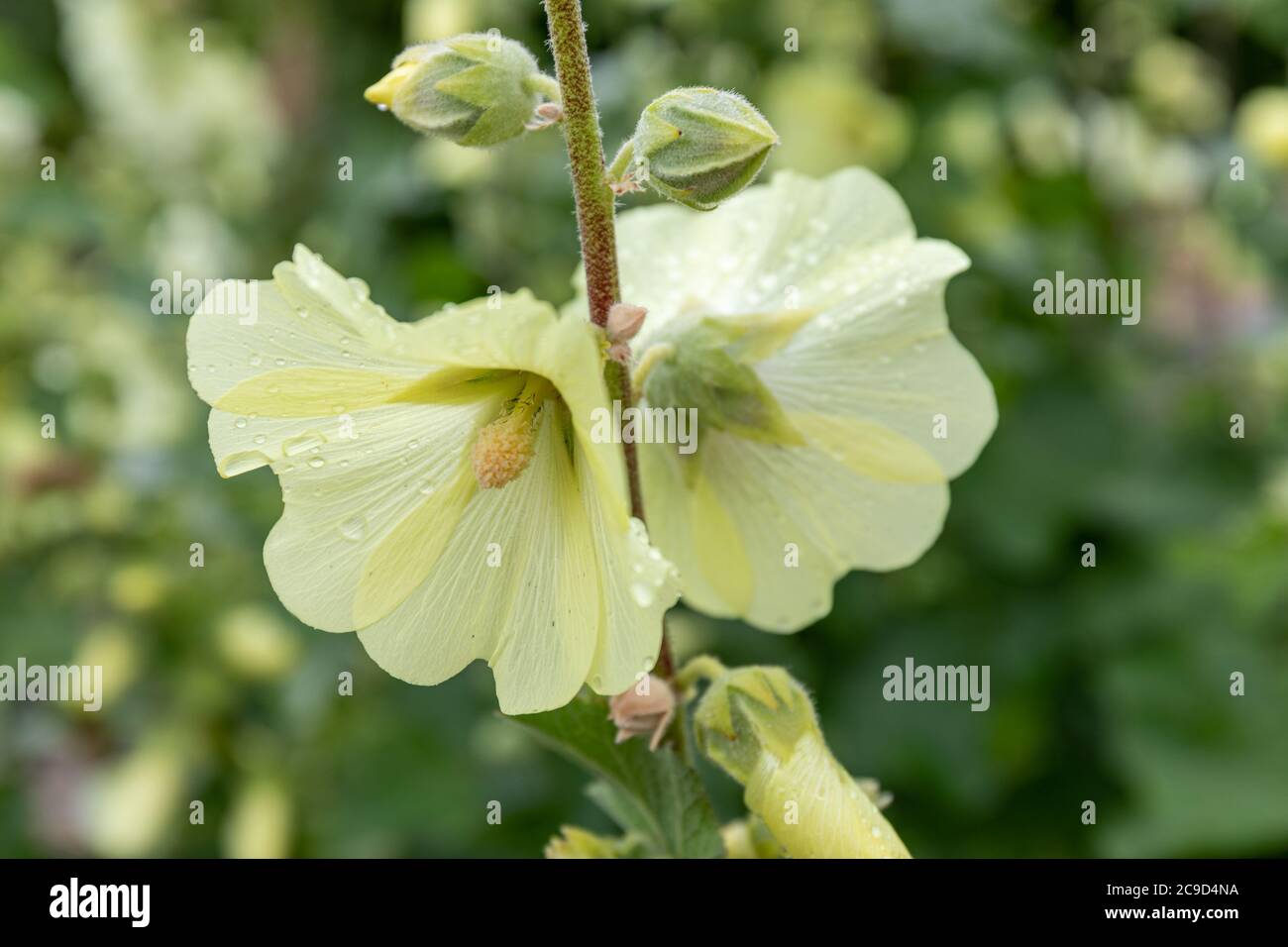 Closeup of Alcea rugosa or hollyhock flower on a rainy day Stock Photo