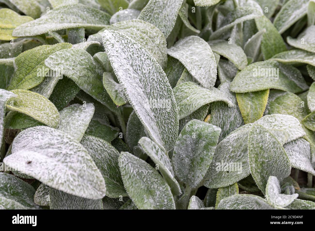 Hair coated leaves of Stachys byzantina or lamb's-ear or woolly hedgenettle Stock Photo
