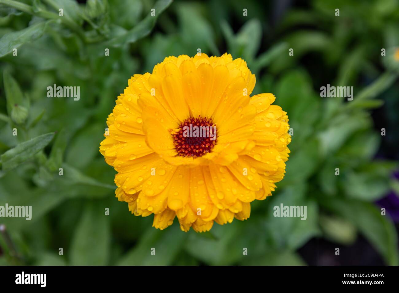Rainy day closeup of a yellow Calendula officinalis flower, plant commonly known as pot marigold, ruddles, common marigold or Scotch marigold Stock Photo