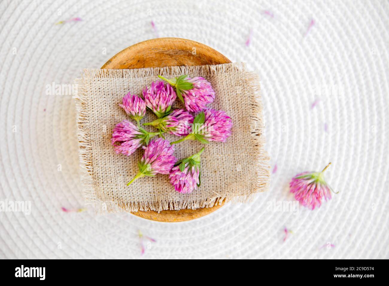 Trifolium pratense the red clover harvested flower heads on vintage cloth on white background. Stock Photo