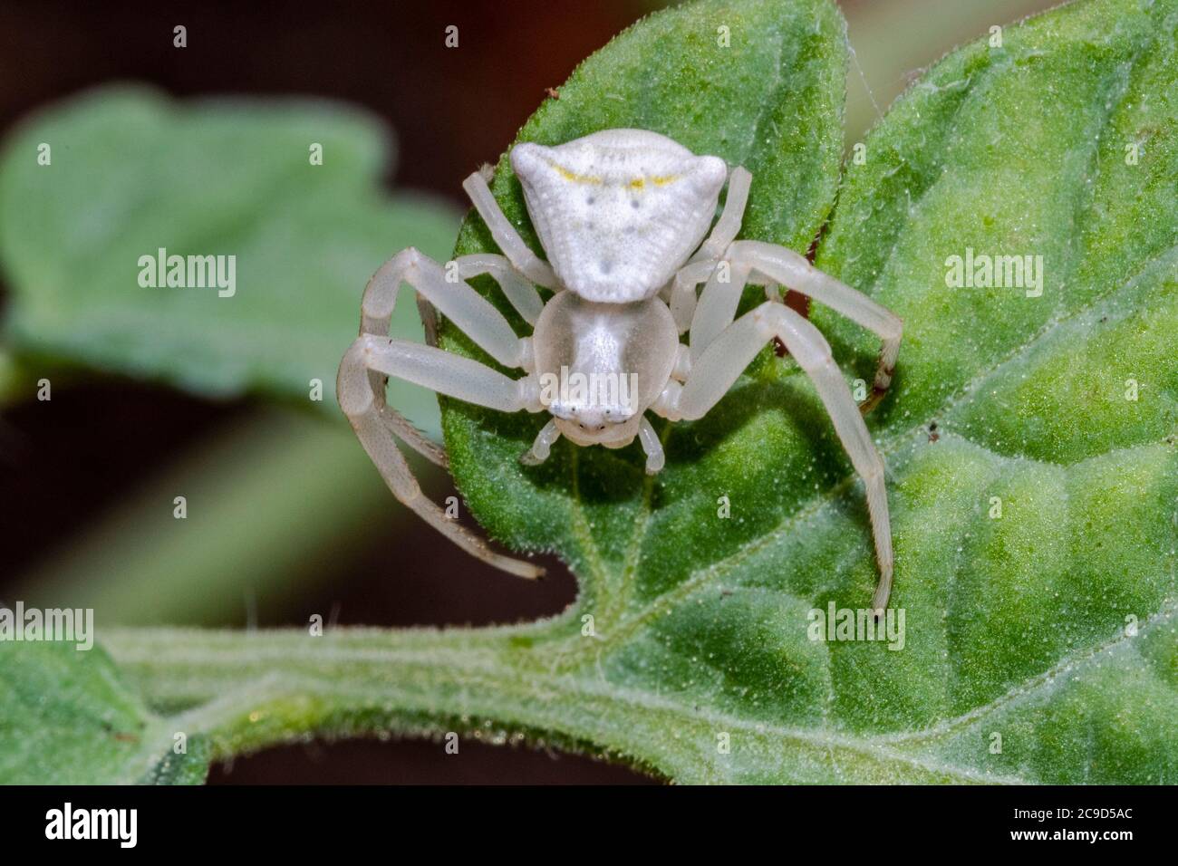 Specimen of white crab spider - Thomisus onustus Thomisidae Stock Photo