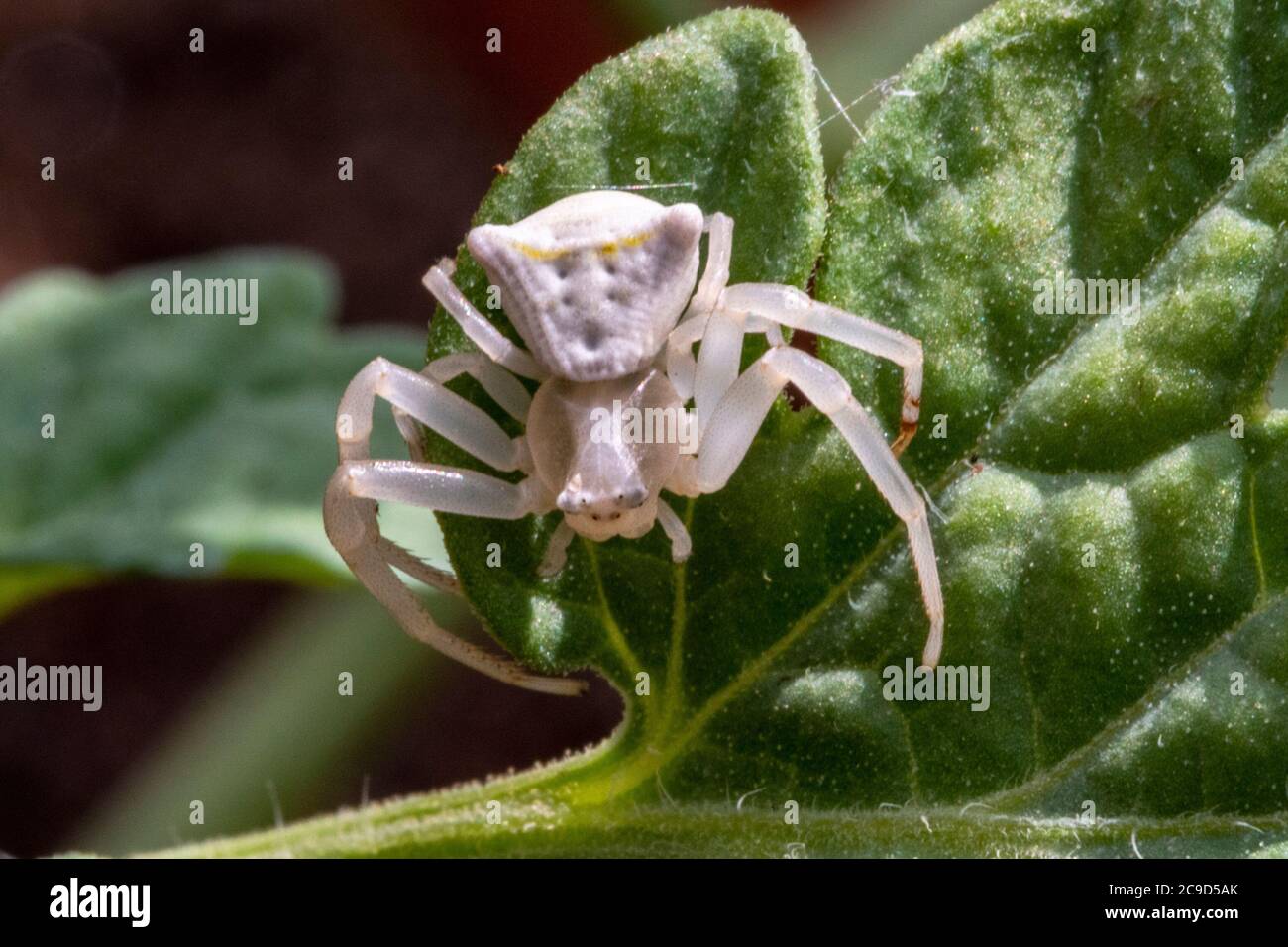 Specimen of white crab spider Thomisus onustus Thomisidae Stock Photo