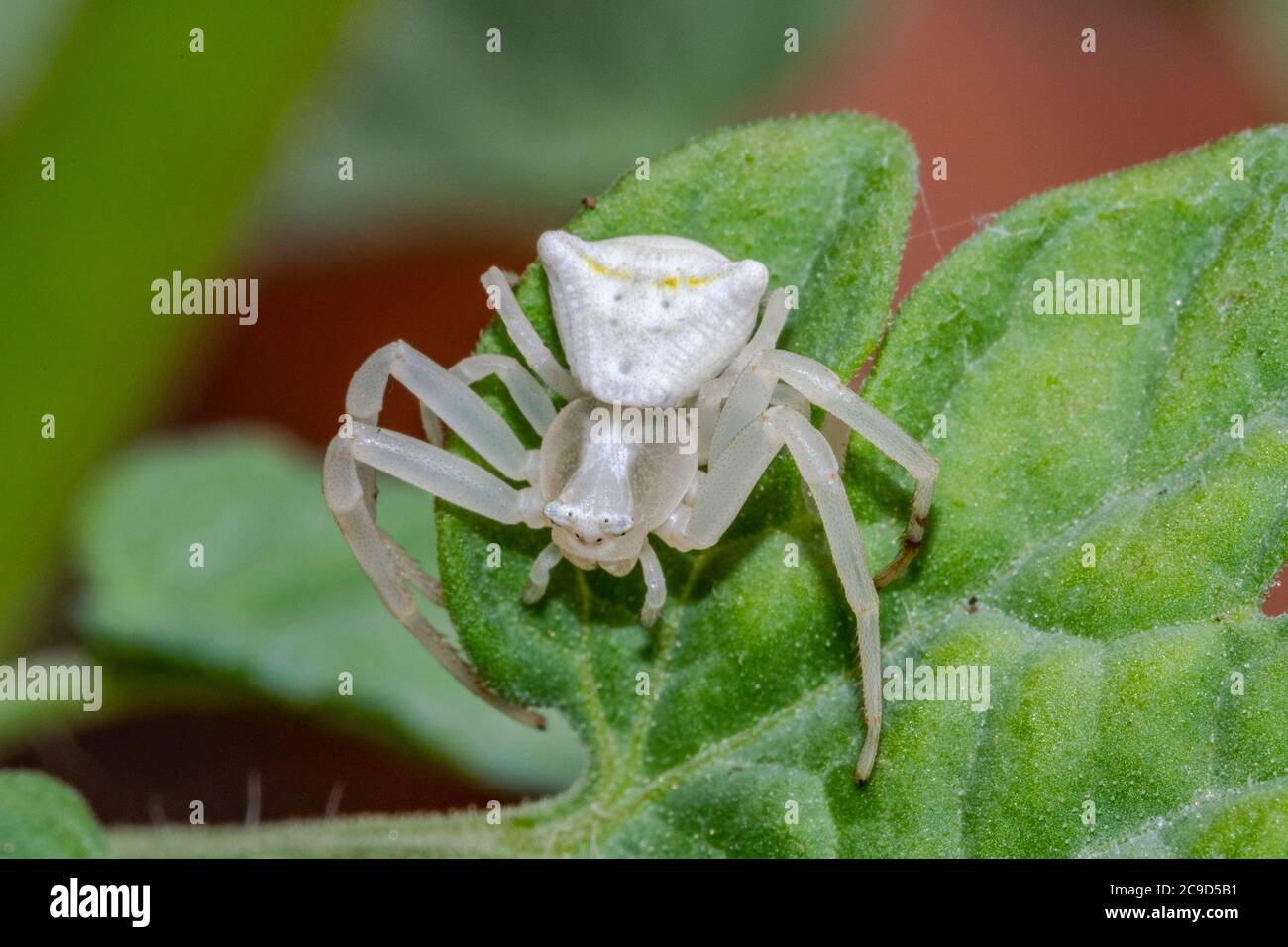 Specimen of white crab spider - Thomisus onustus Thomisidae Stock Photo