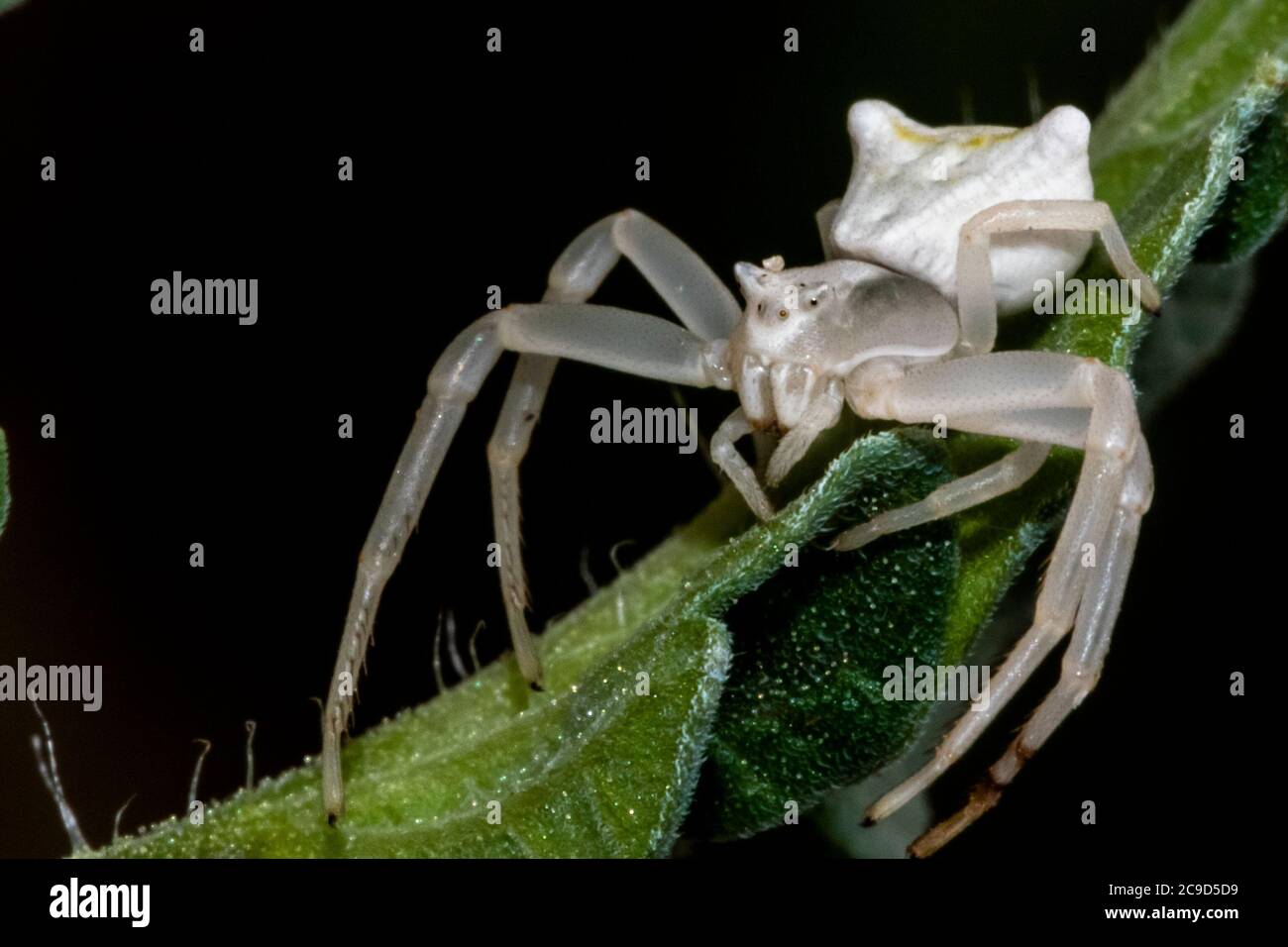 Specimen of white crab spider - Thomisus onustus Thomisidae Stock Photo