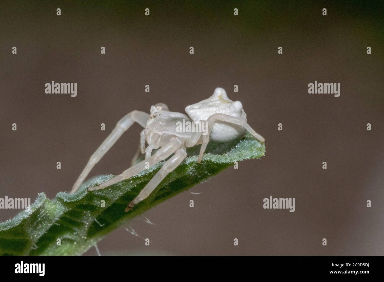 Specimen of white crab spider - Thomisus onustus Thomisidae Stock Photo