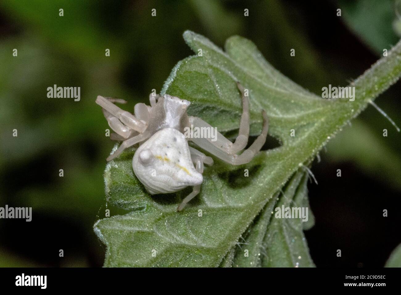 Specimen of white crab spider - Thomisus onustus Thomisidae Stock Photo