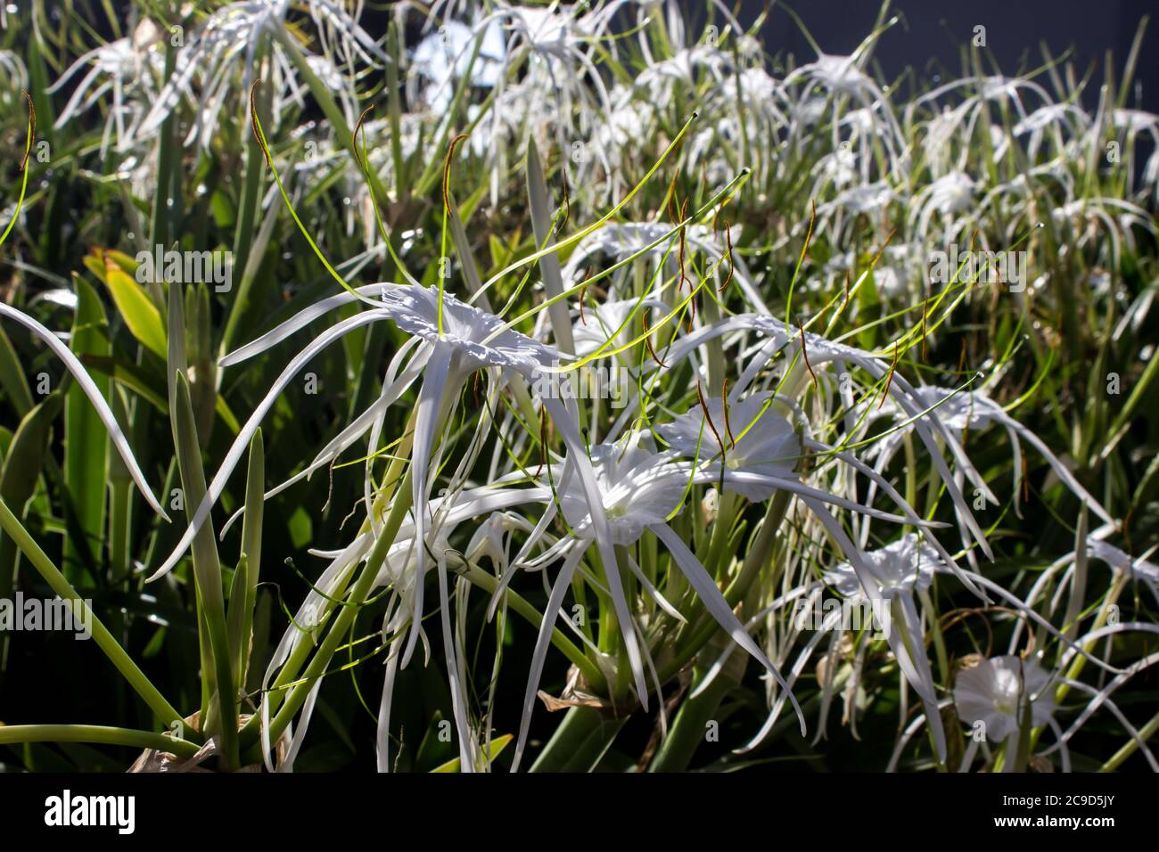 A mass of Beach spider lilies, Hymenocallis littoralis, in full bloom, photographed in a garden in Maputo, Mozambique Stock Photo