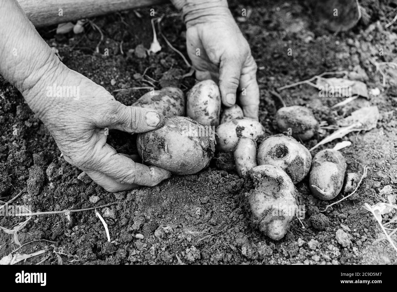 Harvesting and digging potatoes with hoe and hand in garden. Digging organic potatoes by dirty hard worked and wrinkled hand . Stock Photo