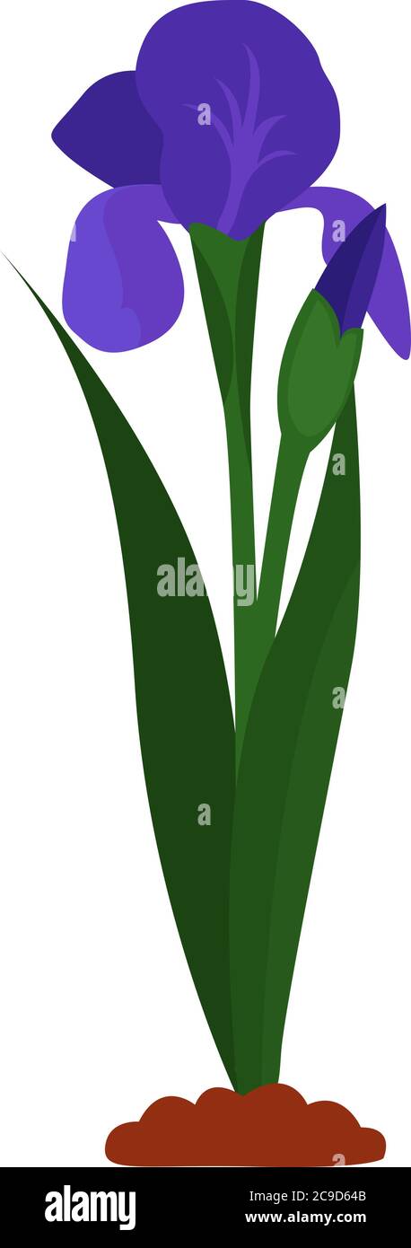 Iris flower, illustration, vector on white background Stock Vector