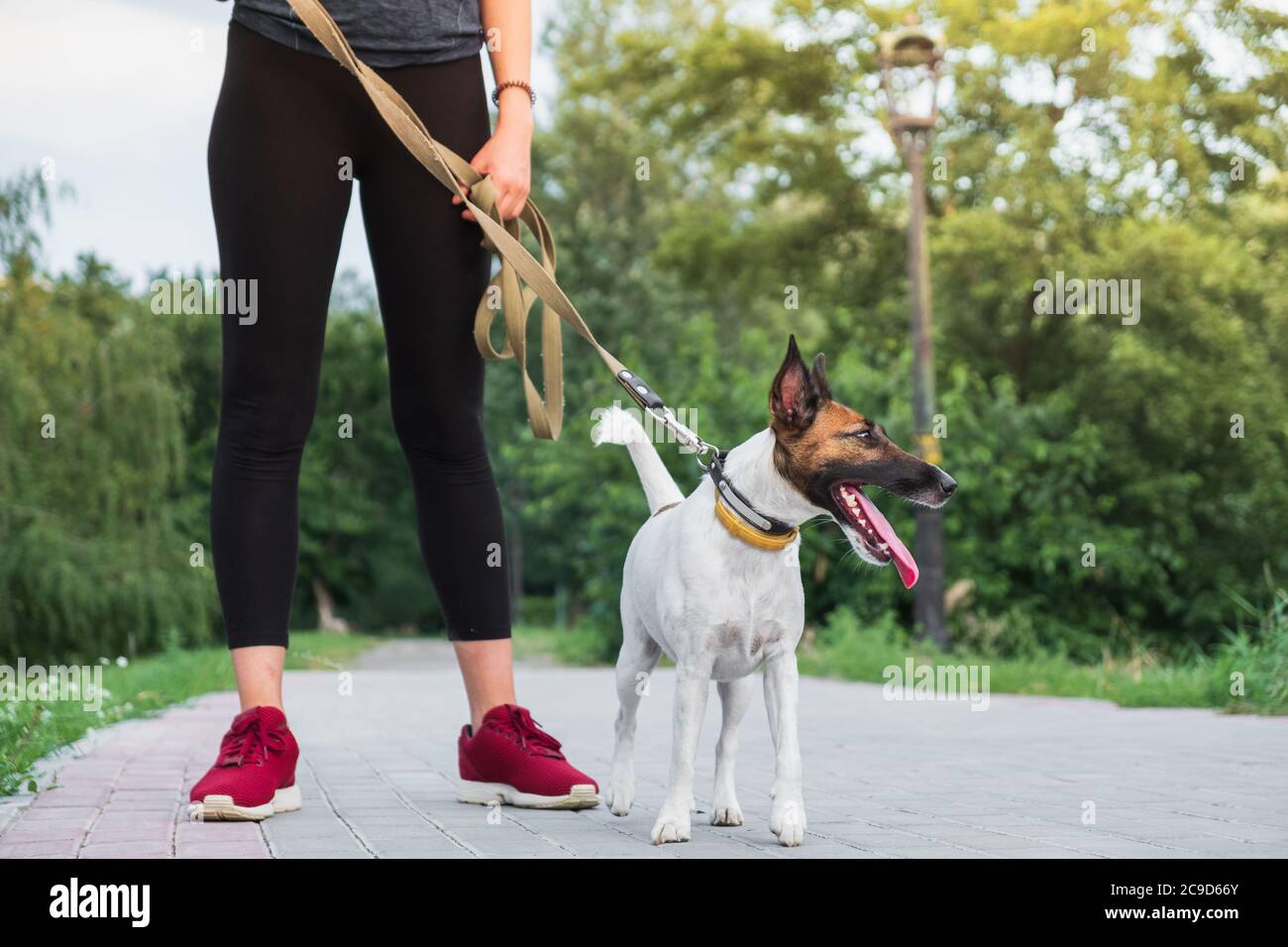 Dog on the leash with jogger. Running, exercising with pets, active lifestyle in town, woman running with her fox terrier Stock Photo
