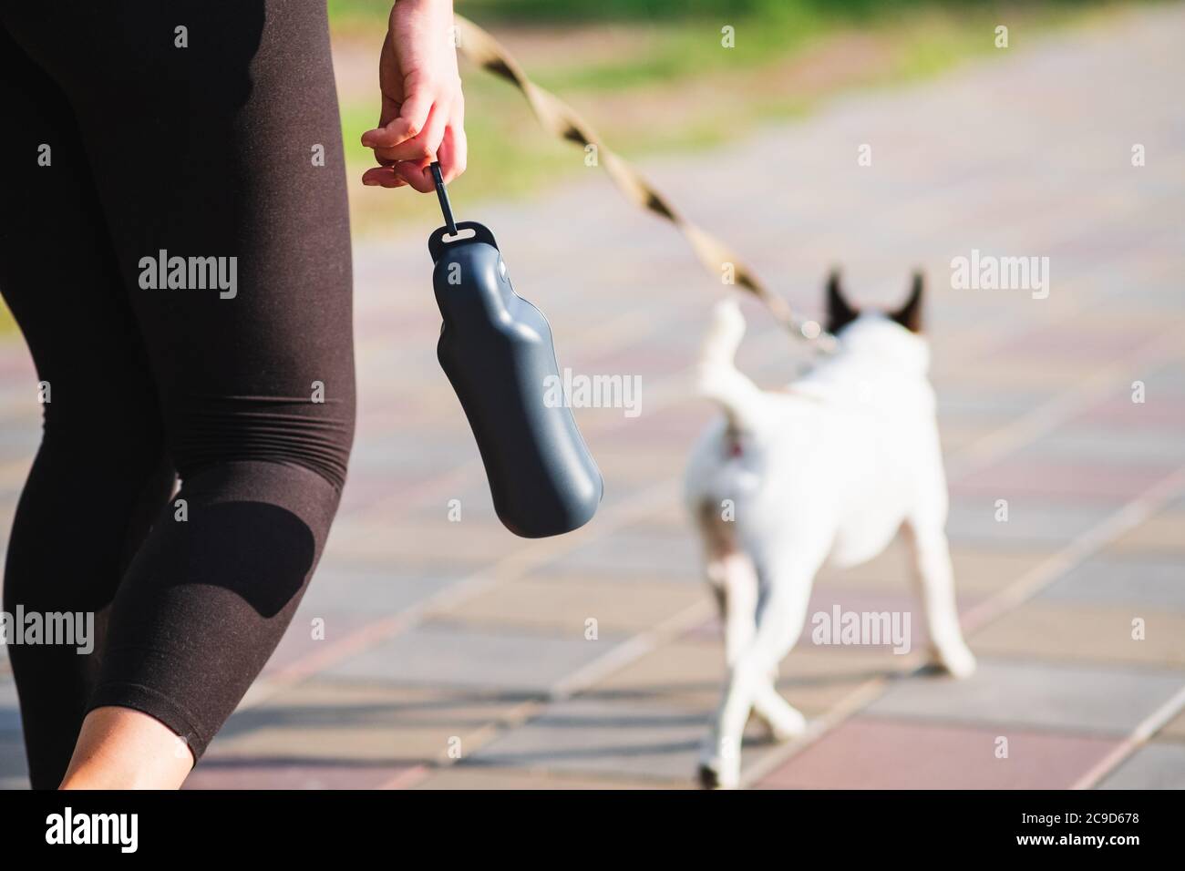 dog walking accessories