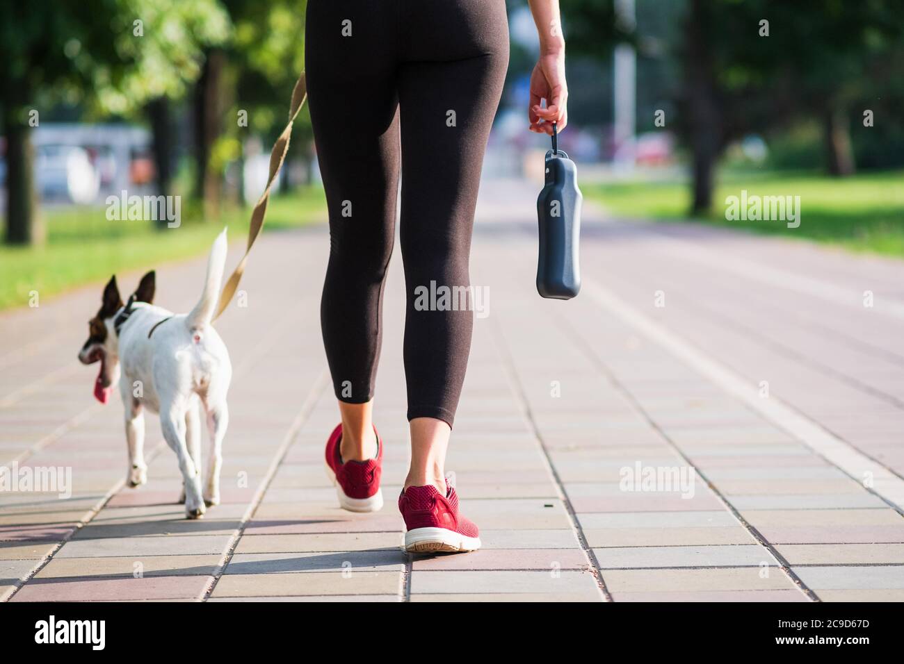 Smooth fox terrier dog walks next to a woman in jogging outfit. Active lifestyle with pets in town, pet accessories, running with dogs Stock Photo