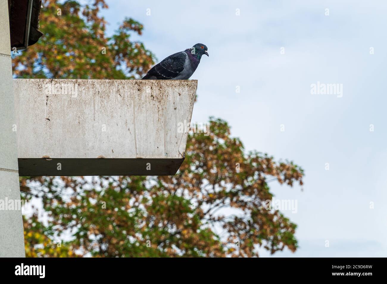 Feral pigeon sitting on the edge of a roof and looking down. City pigeons are considered pests and said to cause pollution in cities. Stock Photo