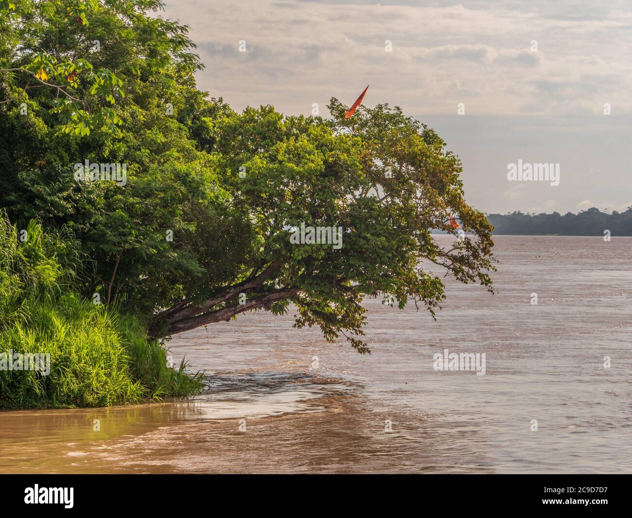 View of the green,  jungle on the banks of the Amazon river, green hell of Amazonia. Selva on the border of Brazil and Peru. South America. Stock Photo