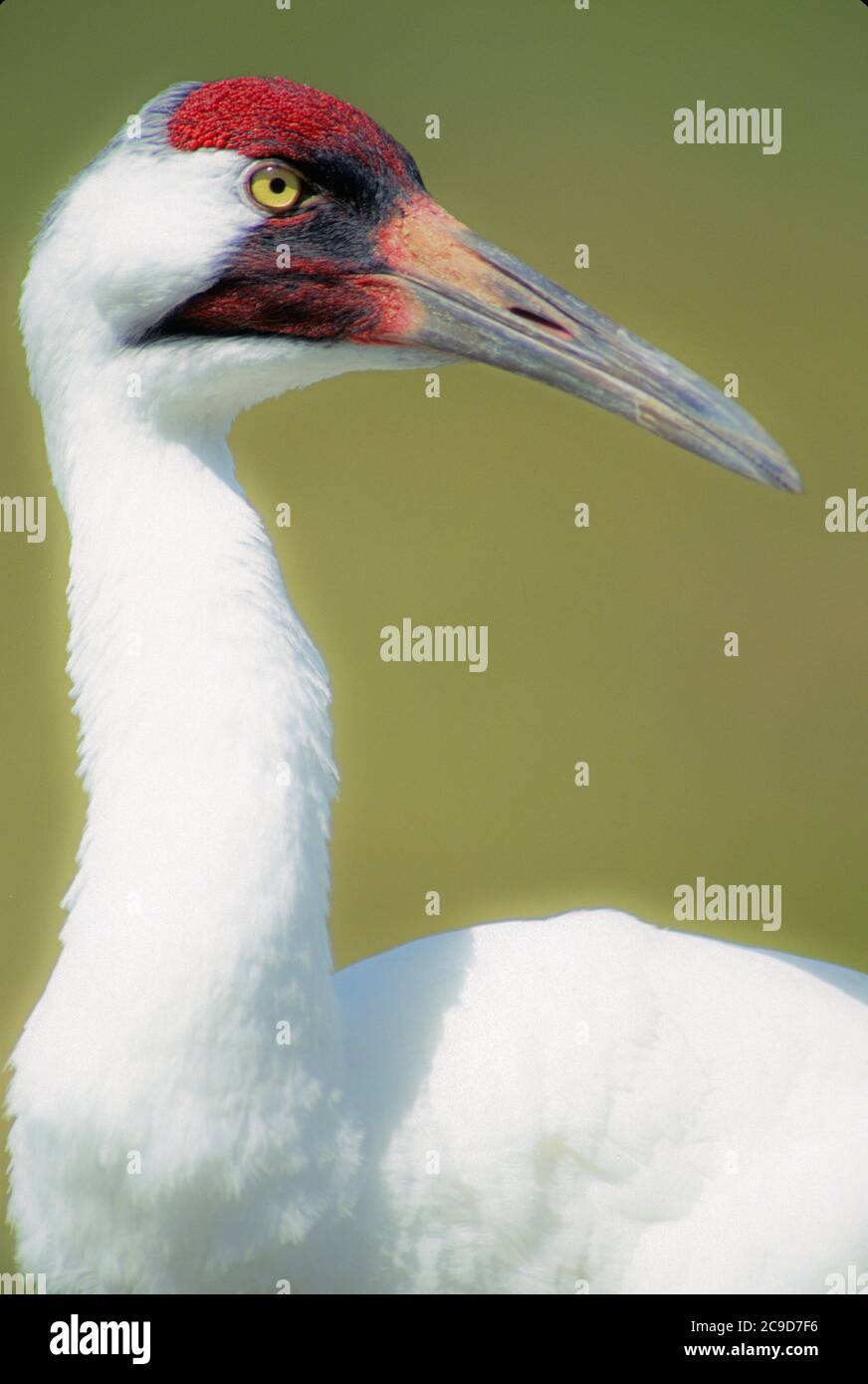 American whooping crane close-up Stock Photo