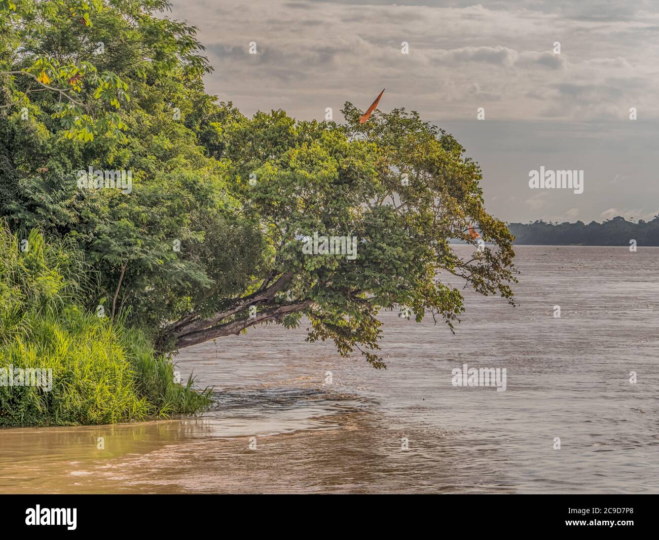 View of the green,  jungle on the banks of the Amazon river, green hell of Amazonia. Selva on the border of Brazil and Peru. South America. Stock Photo