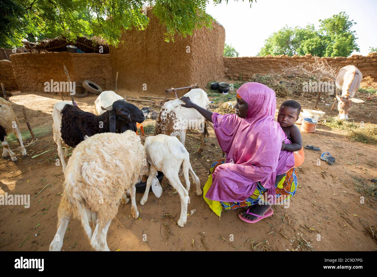 A woman farmer feeds her small herd of sheep and goats while carrying her young child on her back outside her home in Tahoua Region, Niger, West Africa. Stock Photo