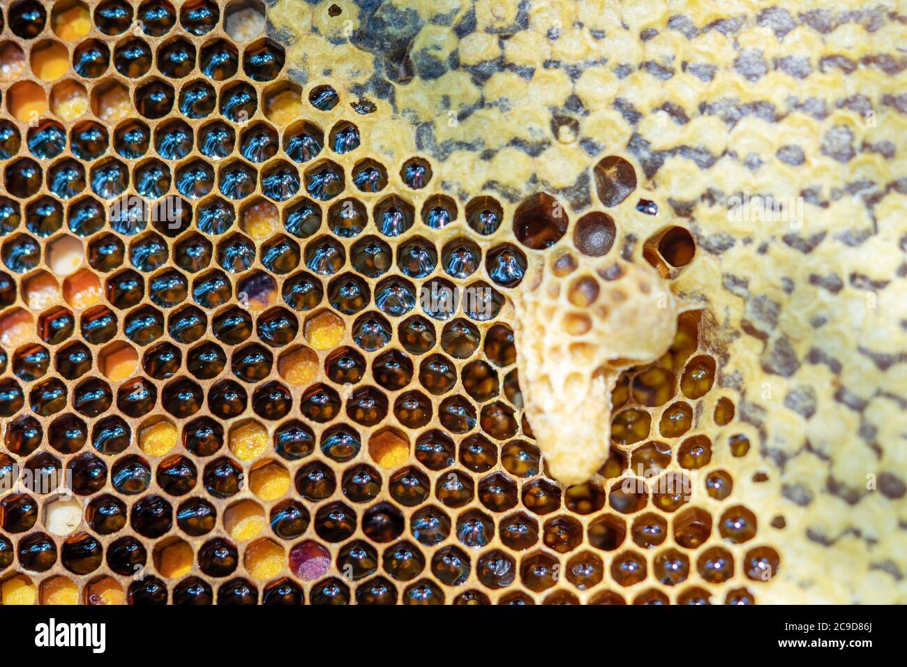 Honeycomb honey bee close up hi-res stock photography and images - Alamy