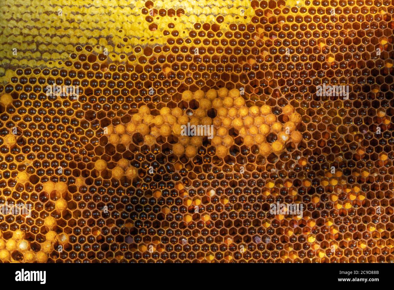 Bees with larva offspring, waiting for their growth Stock Photo