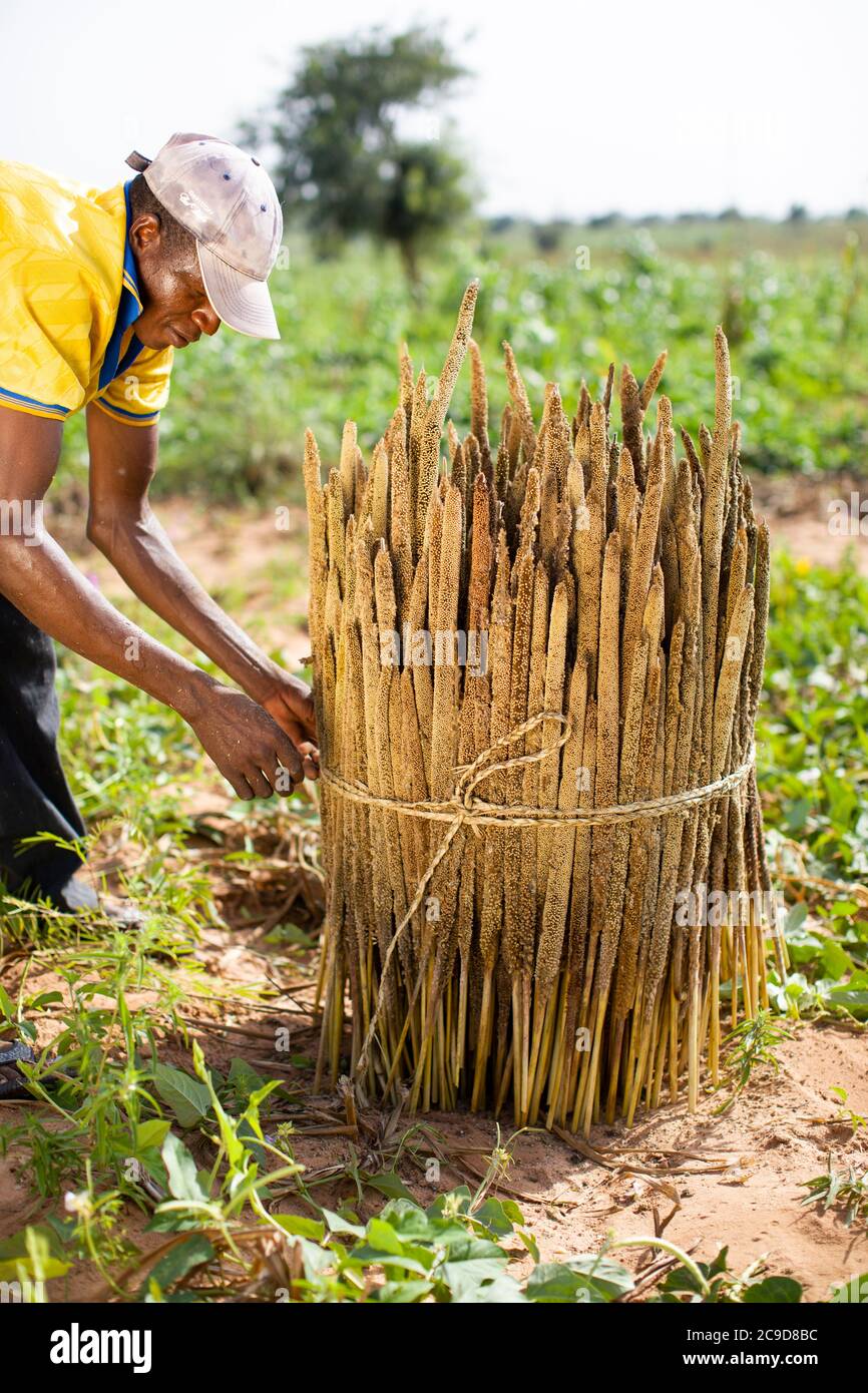 A millet farmer bundles together freshlyharvested stalks of pearl millet on his farm in Tahoua
