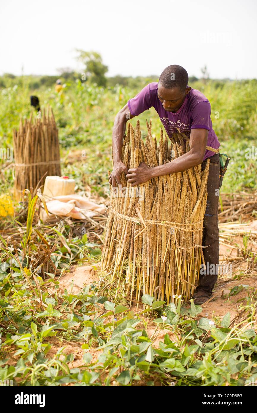A millet farmer bundles together freshlyharvested stalks of pearl